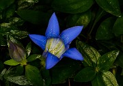 Gentiana calycosa - Hiker's Gentian 16-1696